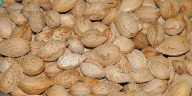قیمت بادام کاغذی ۰۹۱۲۰۷۷۴۱۲۸