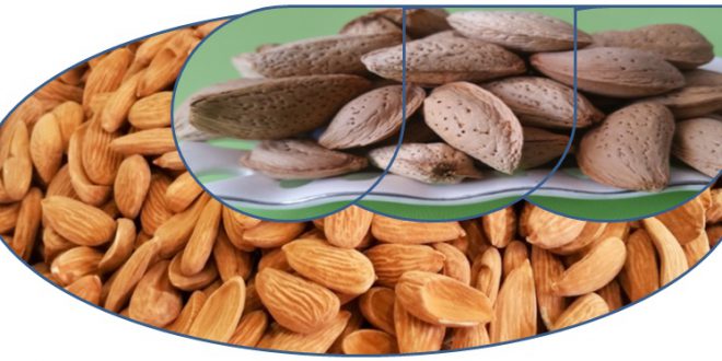 آخرین قیمت بادام درختی در سال ۹۸ ۰۹۱۲۰۷۷۴۱۲۸